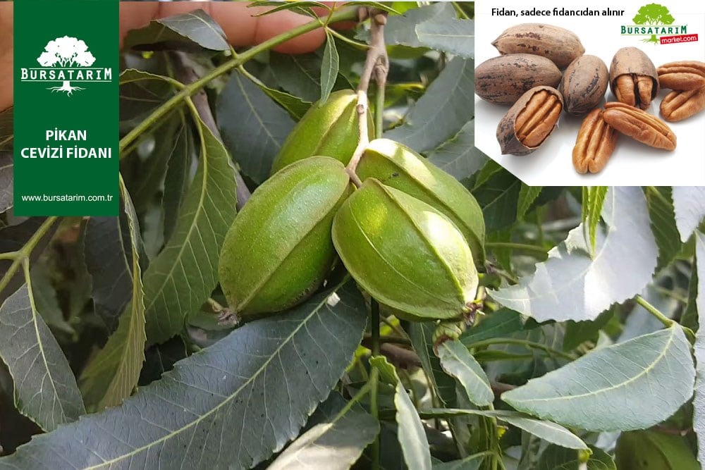 Pikan Ceviz Fidanı ( pecan walnut)