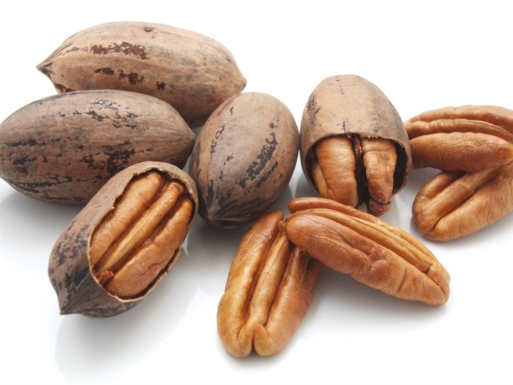 Pikan Ceviz Fidanı ( pecan walnut)