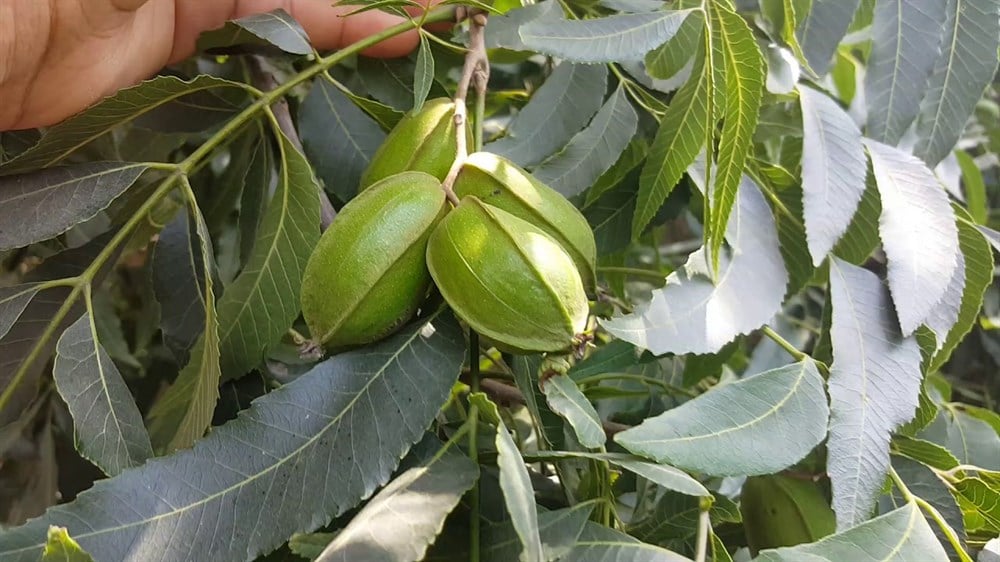 Pikan Ceviz Fidanı ( pecan walnut)