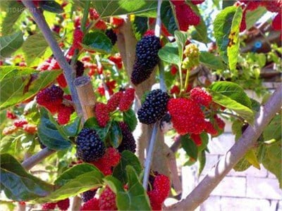 Yediveren Kara Dut Fidanı