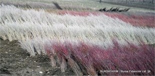 Çöğür ( Erik ) 100lü demet