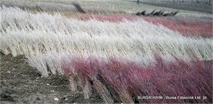 Çöğür ( Ayva ) 100lü demet