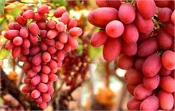 Crimson Seedless Üzüm Fidanı