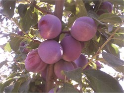 President Erik Fidanı