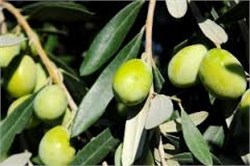 Arbequina Zeytin Fidanı