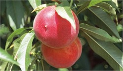 Venüs Nektarin Fidanı