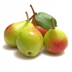 Santa Maria Armut Fidanı