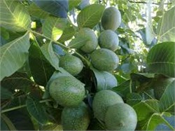 Ronde Montignac Ceviz Fidanı