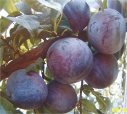 Angeleno ( Japon) Erik Fidanı