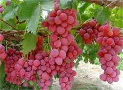 Red Globe Üzüm Fidanı