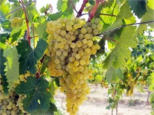 Yapıncak Üzüm Fidanı ( Şıralık - Yapraklık) 