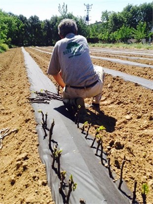 Bursa Siyahı İncir Aşı Kalemi ( Dürdane )