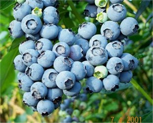 Yetişkin Bluecrop Yaban Mersini Fidanı ( Mavi yemiş )