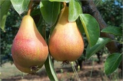 Haziran Güzeli ( June Beauty) Armut Fidanı