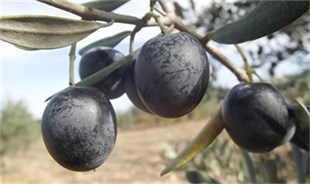 Yetişkin Bonzai Zeytin Fidanı 15 YAŞ 