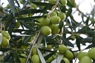 Yetişkin Gemlik Zeytin Fidanı 120-150cm