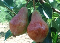 Haziran Güzeli ( June Beauty) Armut Fidanı