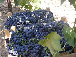 Alphonse Lavellee Üzüm Fidanı