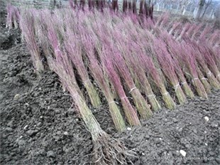 Çöğür ( Mahlep ) 100lü Demet