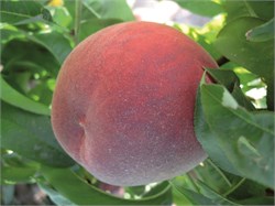 Extreme 460 GF Şeftali Fidanı