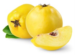 Eşme Ayva Fidanı