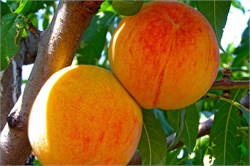 Şentürk Şeftali Fidanı