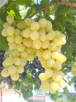 Italia ( İtalya ) Üzüm Fidanı