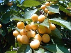 Starks Gold Kiraz Fidanı