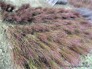 Çöğür ( Mahlep ) 100lü Demet