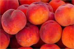 Elegant Lady Şeftali Fidanı