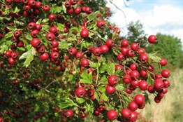 Alıç Fidanı