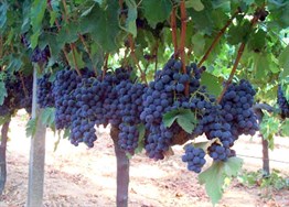 Alphonse Lavellee Üzüm Fidanı