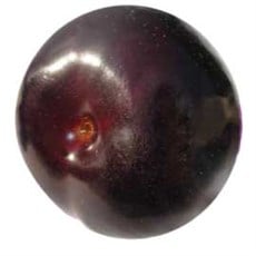 Black Amber Erik Fidanı