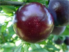 Black Diamond Erik Fidanı