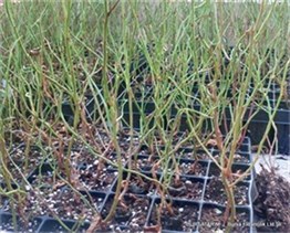 2 Yaşlı Patriot Yaban Mersini Fidanı ( Maviyemiş )