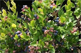 2 Yaşlı Duke Yaban Mersini Fidanı ( Likapa )