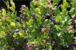 2 Yaşlı Patriot Yaban Mersini Fidanı ( Maviyemiş )