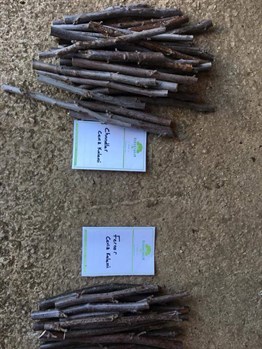 Chandler Ceviz Aşı Kalemi