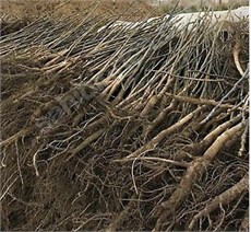 Çöğür ( Ceviz) x100lü