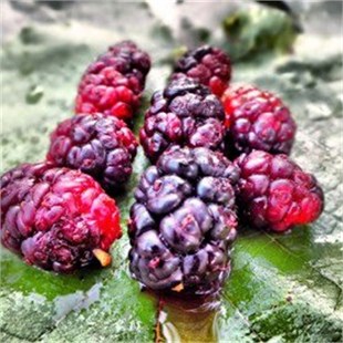 Urmu Ekşi Kara Dut Fidanı