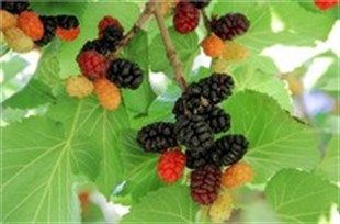 Yetişkin Ekşi Kara Dut Ağacı - Urmu dudu