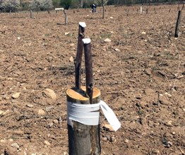 Franquette Ceviz Aşı Kalemi