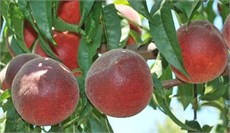 J. H. Hale Şeftali Fidanı