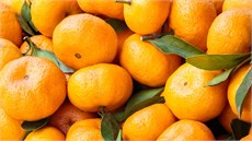 Mandalina ( Okitsu ) Fidanı