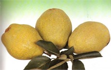 Margaret Marilla Armut Fidanı