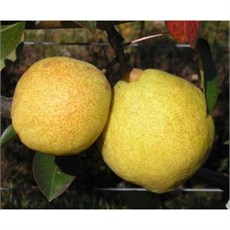 Margaret Marilla Armut Fidanı