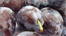 Mürdüm Eriği Erik Fidanı