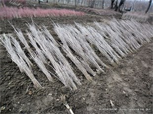 Çöğür ( Armut) 100lü demet