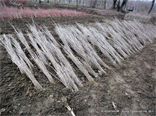 Çöğür ( Ayva ) 100lü demet