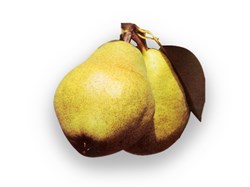 Williams Armut Fidanı